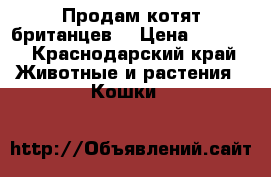 Продам котят британцев  › Цена ­ 1 500 - Краснодарский край Животные и растения » Кошки   